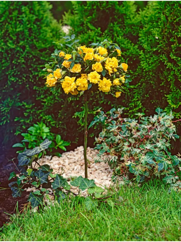 3er-Set: XXL Großblütige Standardrosen in gelb