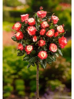 3er-Set: XXL Großblütige Standardrosen in rot/rosa