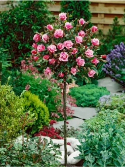 3er-Set: XXL Großblütige Standardrosen in rot/rosa