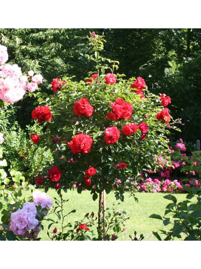 3er-Set: XXL Großblütige Standardrosen in rot/rosa