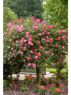 3er-Set: XXL Großblütige Stielrosen in Weiß/ Rot/ Rosa