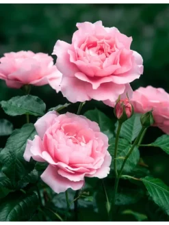 3er-Set: XXL Großblütige Stielrosen in Weiß/ Rot/ Rosa