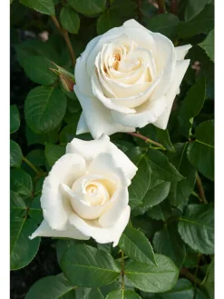 3er-Set: XXL Großblütige Stielrosen in Weiß/ Rot/ Rosa