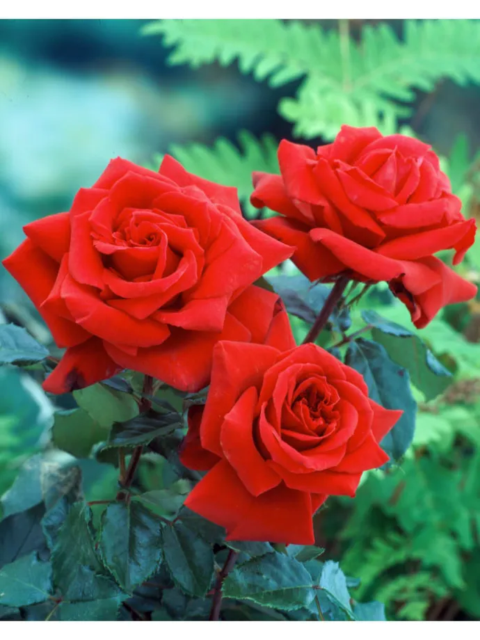 3er-Set: XXL Großblütige Stielrosen in Weiß/ Rot/ Rosa