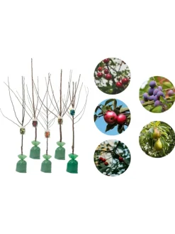 5er-Set: XXL Obstbäume in Bunt