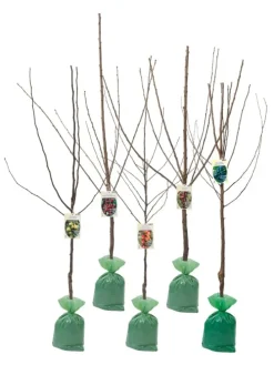 5er-Set: XXL Obstbäume in Bunt