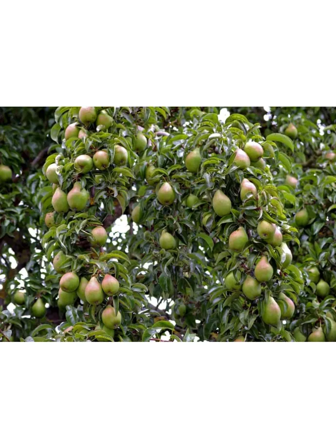 5er-Set: XXL Obstbäume in Bunt