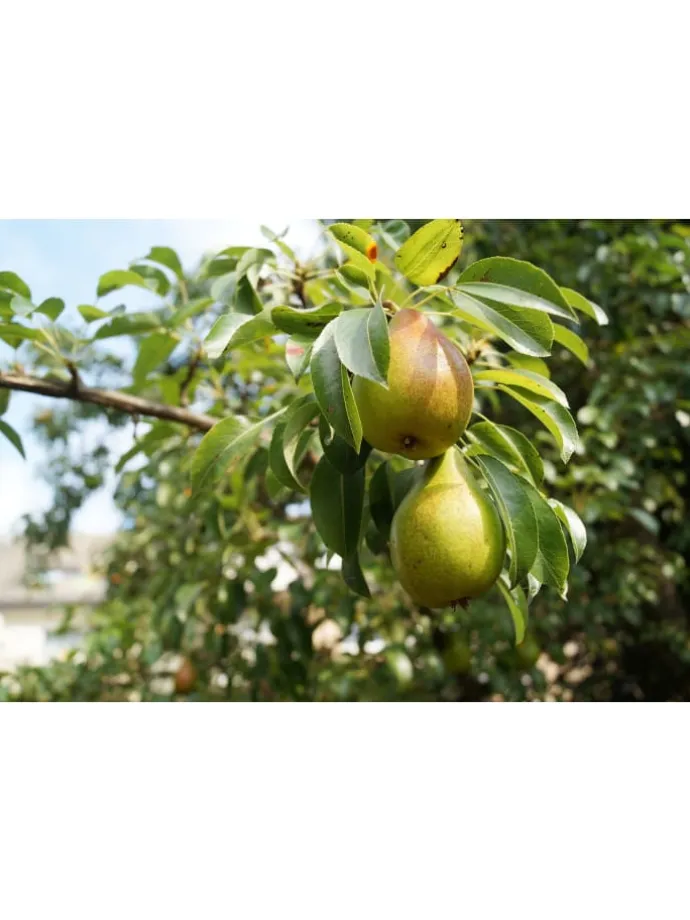 5er-Set: XXL Obstbäume in Bunt