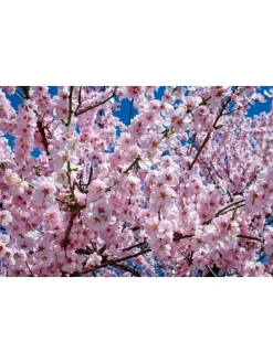 5er-Set: XXL Obstbäume in Bunt