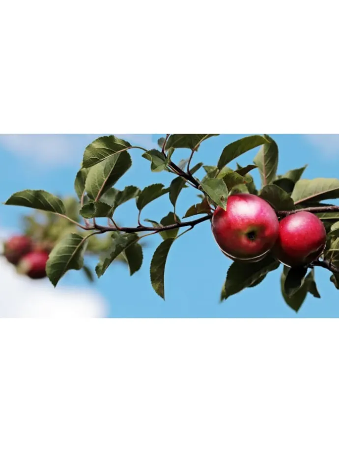 5er-Set: XXL Obstbäume in Bunt