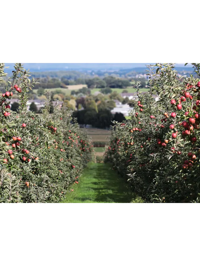 5er-Set: XXL Obstbäume in Bunt