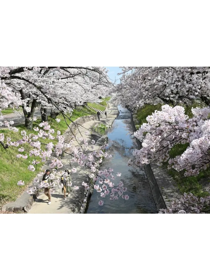 5er-Set: XXL Obstbäume in Bunt