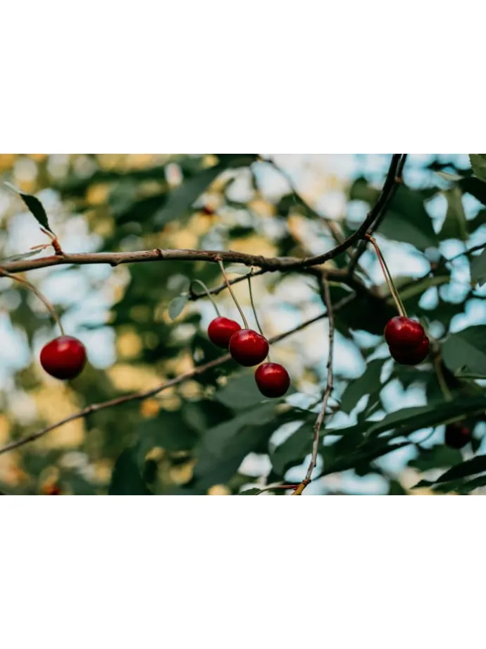 5er-Set: XXL Obstbäume in Bunt