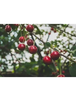 5er-Set: XXL Obstbäume in Bunt