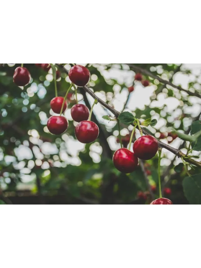 5er-Set: XXL Obstbäume in Bunt