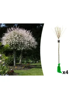 4er-Set: XXL Salix Hakuro Nishiki in Rosa