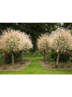 4er-Set: XXL Salix Hakuro Nishiki in Rosa