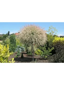 4er-Set: XXL Salix Hakuro Nishiki in Rosa