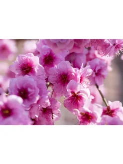 2er-Set: XXL Ziermandelbaum in Rosa