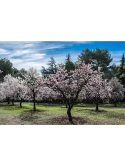 2er-Set: XXL Ziermandelbaum in Rosa