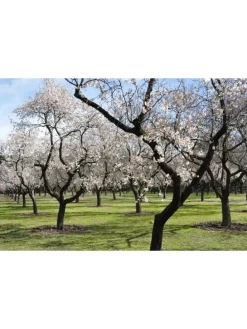 2er-Set: XXL Ziermandelbaum in Rosa