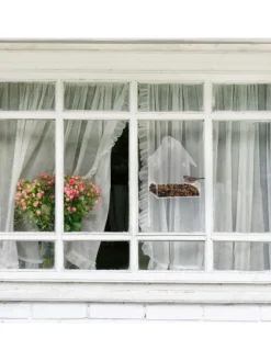 Fenster-Vogelfutterhaus in Transparent