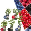 Frucht-Oase BIO-Obstpflanzen-Mix-Set mit 5 verschiedenen Sorten