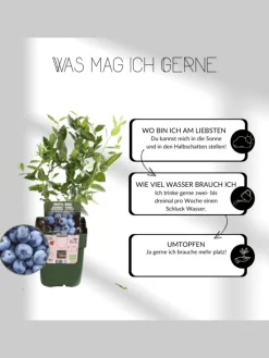 Frucht-Oase BIO-Obstpflanzen-Mix-Set mit 5 verschiedenen Sorten