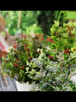 Fruchtparadies BIO-Obstpflanzen-Mix-Set mit 4 verschiedenen Sorten