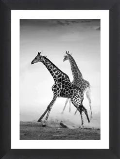 Gerahmter Kunstdruck "Running Giraffes" - (L)70 x (B)50 cm