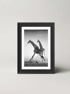 Gerahmter Kunstdruck "Running Giraffes" - (L)70 x (B)50 cm