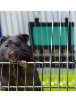 Heutasche in Grün/ Schwarz - (B)30 x (H)30 cm