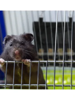 Heutasche in Schwarz - (B)30 x (H)30 cm