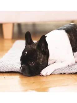 Hundedecke/Hundekissen - Wildlederimitat - Größe S (73 x 45 cm) - grau