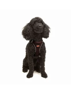 Hundegeschirr in Braun