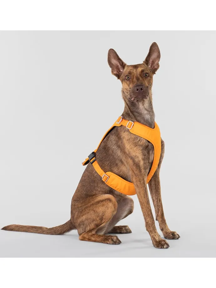 Hundegeschirr in Orange