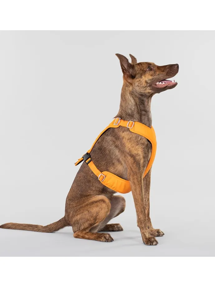 Hundegeschirr in Orange