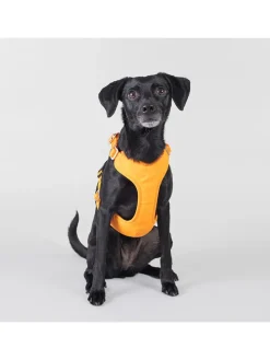 Hundegeschirr in Orange