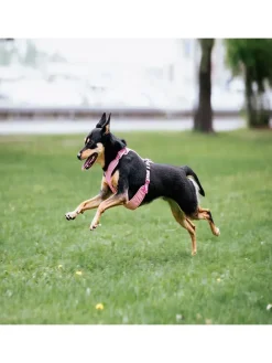 Hundegeschirr in Rosa