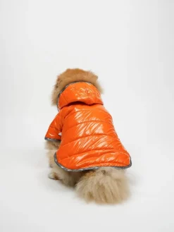 Hundehoodie in Orange