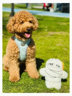 Hundespielzeug in Creme - (L)21 x (B)20 cm