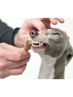 Kinder-Holzzahnbürste in Hellbraun