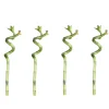 Lucky Bamboo 50cm 4er spiral Bambus