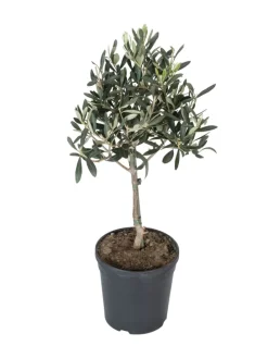 Olivenbäume winterhart auf Stamm mittel