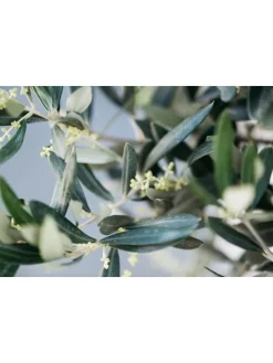 Olivenbäume winterhart auf Stamm mittel