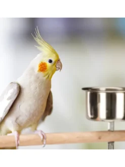 Papageien Freisitz in Silber