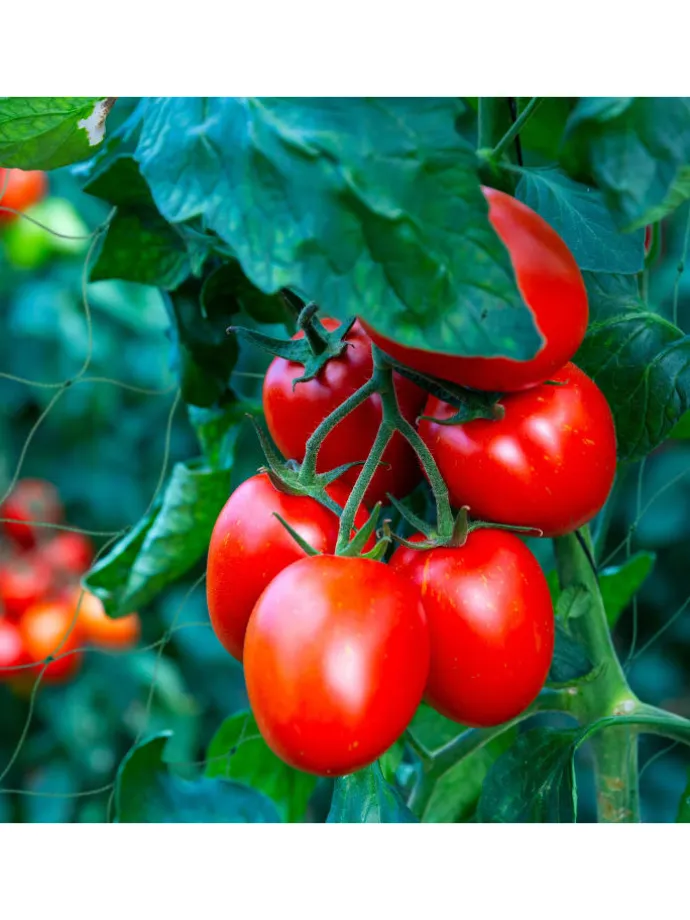 Ranknetz in Grün - (B)360 x (H)180 cm