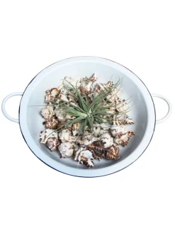Retro Schüssel mit Muscheln und Tillandsia