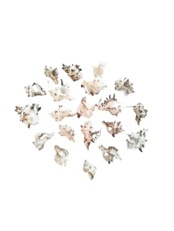 Retro Schüssel mit Muscheln und Tillandsia