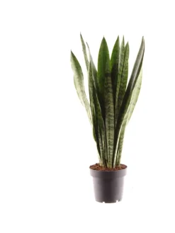 Sansevieria zeylanica 45cm Zimmerpflanze